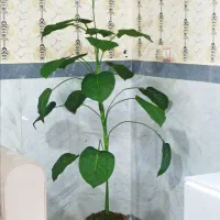 درختچه مصنوعی