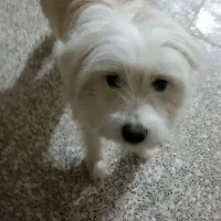 فروش سگ خانگی