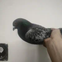 کفتر|پرنده|قم, شهر قائم|دیوار