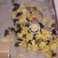 جوجه اردک ۵روزه