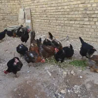 30 عدد مرغ جوان وسرحال