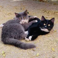 گربه|گربه|اردکان, |دیوار