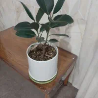 گل فیکوس دوشاخه