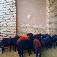 گوسفند قزل افشار و قره قزل اصل|حیوانات مزرعه|خمینیشهر, |دیوار