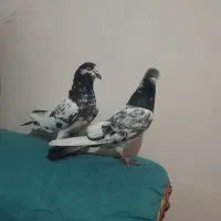 کبوتر|پرنده|تبریز, |دیوار