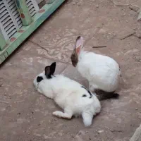 خرگوش نر و ماده