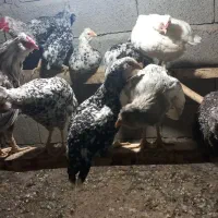 تعدادی مرغ وخروس گلین طوسی کاکلی پنگوئنی|حیوانات مزرعه|چهارباغ, |دیوار