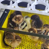 د،ستگاهجو،جه،کشی،هدایت|لوازم جانبی حیوانات|سقز, |دیوار