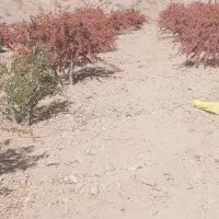 درخت و نهال  زرشک