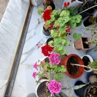 فروش گل های خانگی و توت فرنگی اصلاح شده