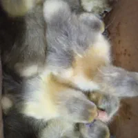 جوجه غاز محلی|حیوانات مزرعه|مرزیکلا, |دیوار