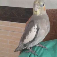 جوجه عروس هلندی سینامون نر