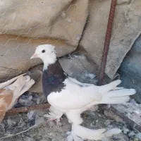 کفتر نر و ماده پرشی بازی کن پامیلی|پرنده|شیراز, پودنک|دیوار