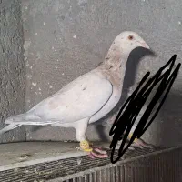 ماده خطی نوک سوزن بدون‌ پیشانی