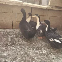 اردک محلی چاق وتمیز