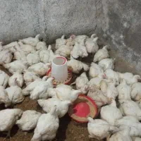 مرغ گوشتی ارگانیک.پرکن وتمیزکردن رایگان