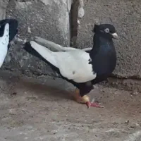 سینه ای ماده ۲ عدد نوک روشن، بدون دورنوک، سری ۷۰۰|پرنده|دزفول, |دیوار