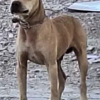 سگ پیتبول بادیگارد|سگ|شیراز, وزیرآباد|دیوار