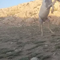 اسب نژاد  عرب