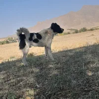 گله ای دهن پاک|سگ|زنده رود, |دیوار