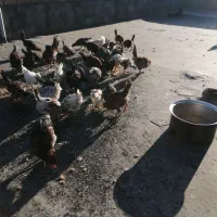 خروس گلین|حیوانات مزرعه|چناران, |دیوار