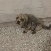 سگ‌شیتزو.ماده