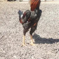 لاری المانی|حیوانات مزرعه|قلعه نو, |دیوار