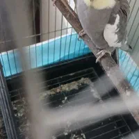 جفت عروس هلندی|پرنده|پاکدشت, پاکدشت (مامازند)|دیوار