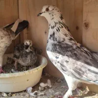 ۶ عدد کفتر عالی|پرنده|بومهن, |دیوار