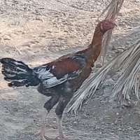 مرغ|حیوانات مزرعه|کهنوج, |دیوار