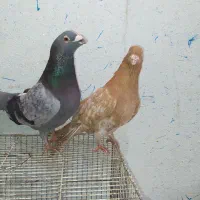 کفتر کله زرد و پولکی آلمانی|پرنده|مشهد, ایثار|دیوار