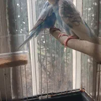 مرغ عشق مولدروی جوجه