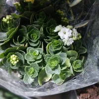 گل به مناسبت روز مادر|گل و گیاه طبیعی|کوهدشت, |دیوار