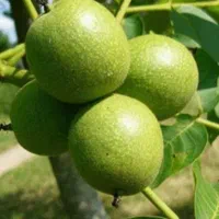 گردوی تازه