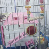 جفت طوطی عروس مولد|پرنده|بهبهان, |دیوار