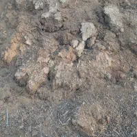 کود گوسفندی