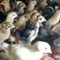 فروش جوجه محلی اصیل صددرصد کرچ شو ۲۰ روزه|حیوانات مزرعه|آمل, |دیوار