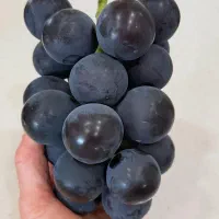 چالکود زمستانه باغ ، هرس ریشه