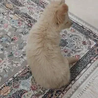 سگ خونگی|سگ|برخوار, |دیوار