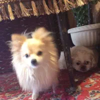 سلام سگ پامر سالم