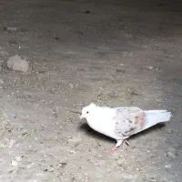 نر پلنگ|پرنده|دورود, |دیوار