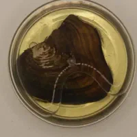 گردنبد زنانه برای ولنتاین حراجی|بدلیجات|اهواز, پادادشهر|دیوار