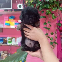 سگ شیتزو مشکی خاص