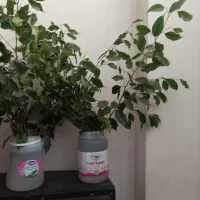 برگ انجیری/قلمه/مانسترا/پتوس/قاشقی|گل و گیاه طبیعی|تهران, هفده شهریور|دیوار