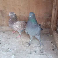 کفتر پرشی ماده|پرنده|قم, چهل درخت‎|دیوار