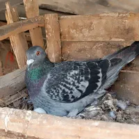 کبوتر پلاکی و رنگی در جم
