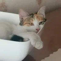 واگذاری بچه گربه 4 ماهه