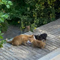 واگذاری رایگان گربه DSh|گربه|بم, |دیوار