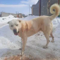 واگذاری سگ عراقی|سگ|ترکمانچای, |دیوار