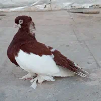کبوتر یو ولگا